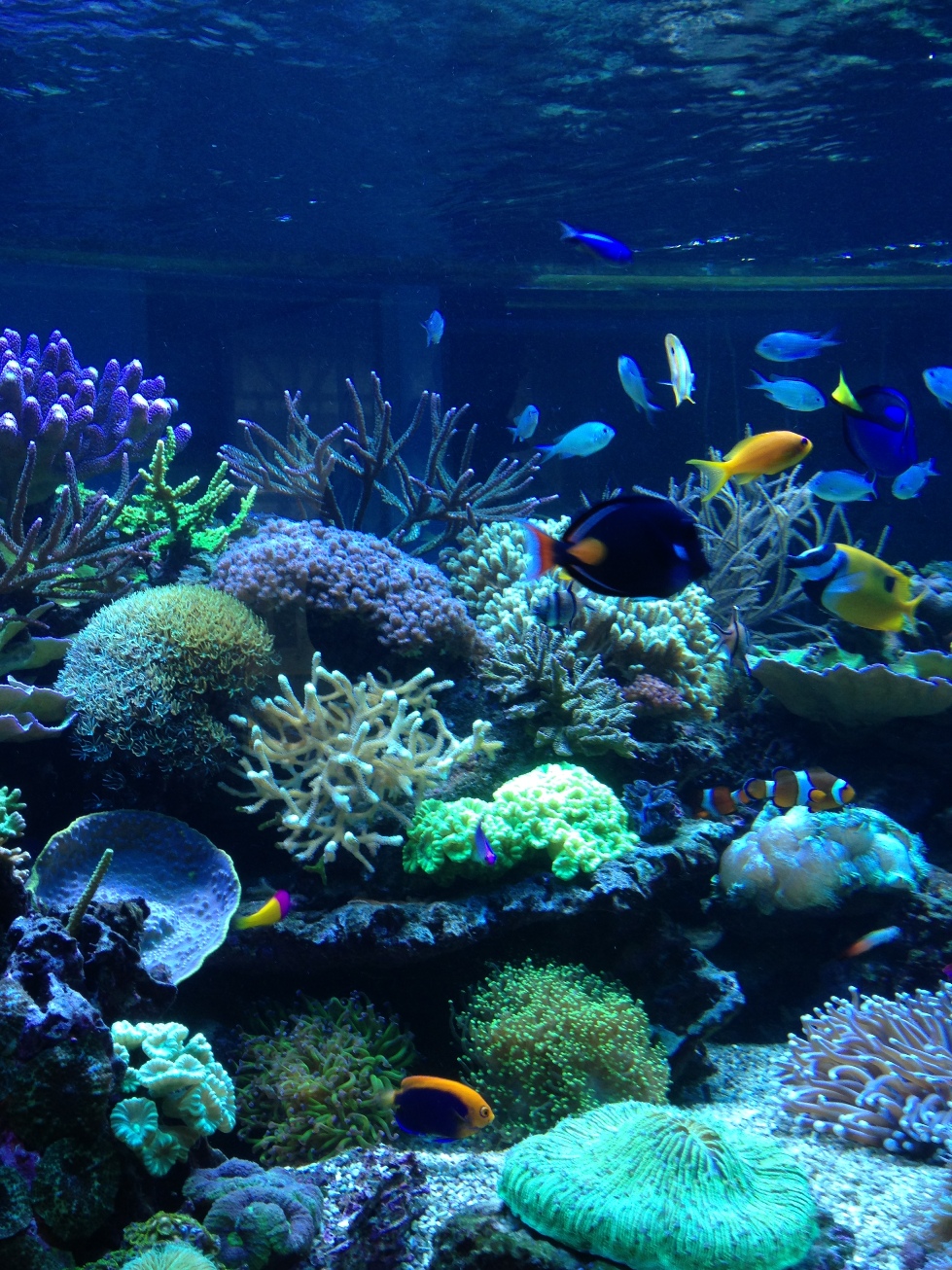 Coraux d'élevage dans aquarium d'eau de mer